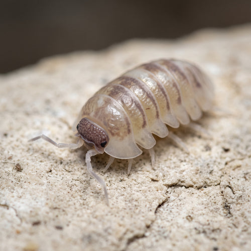 Armadillidium cf. espagnyoli « Marbleized »