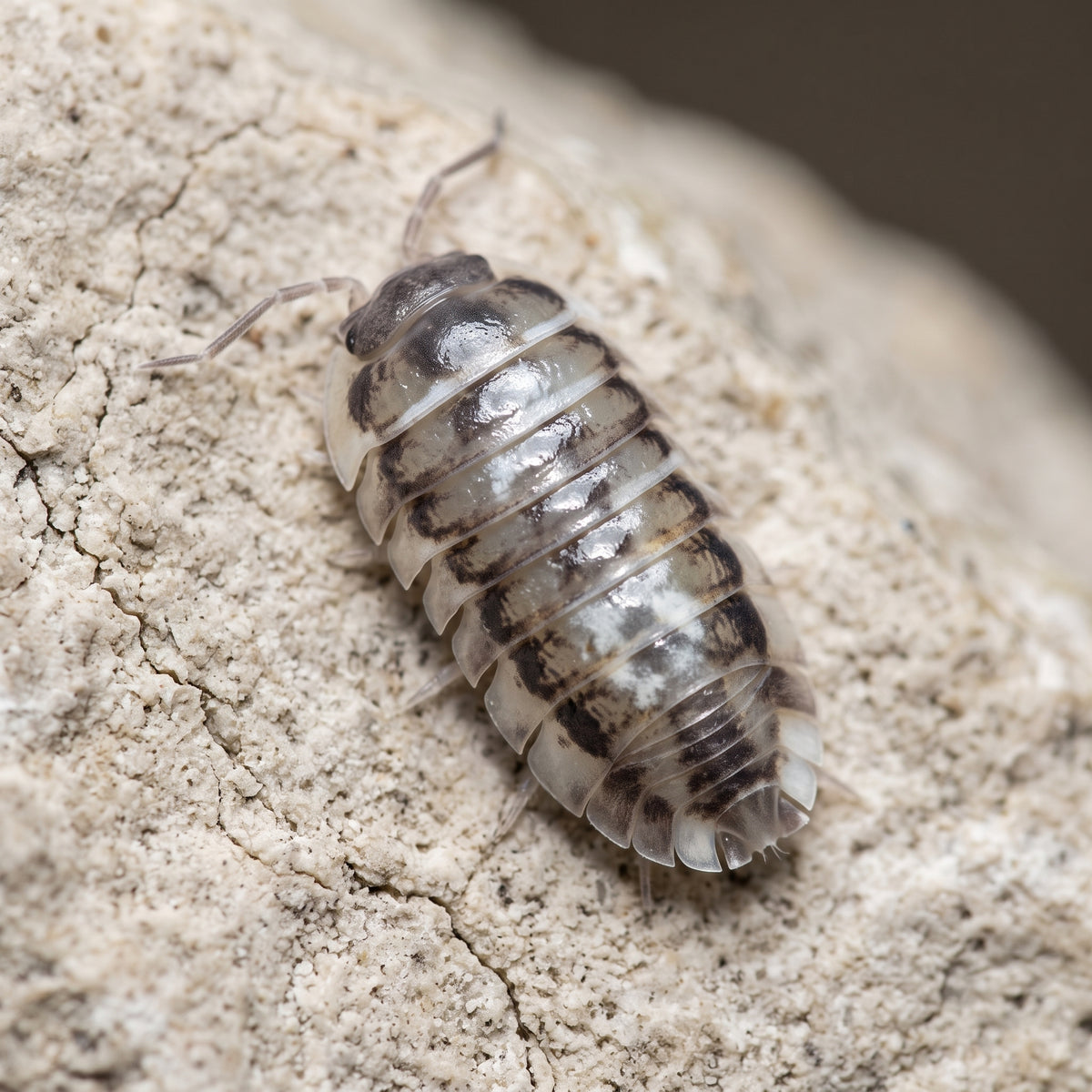 Armadillidium corcyraeum « Silver »