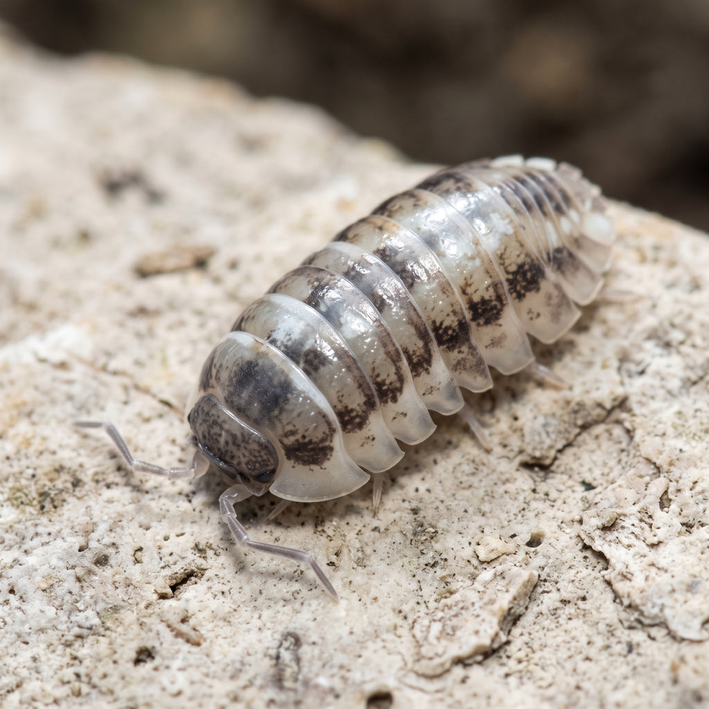 Armadillidium corcyraeum « Silver »