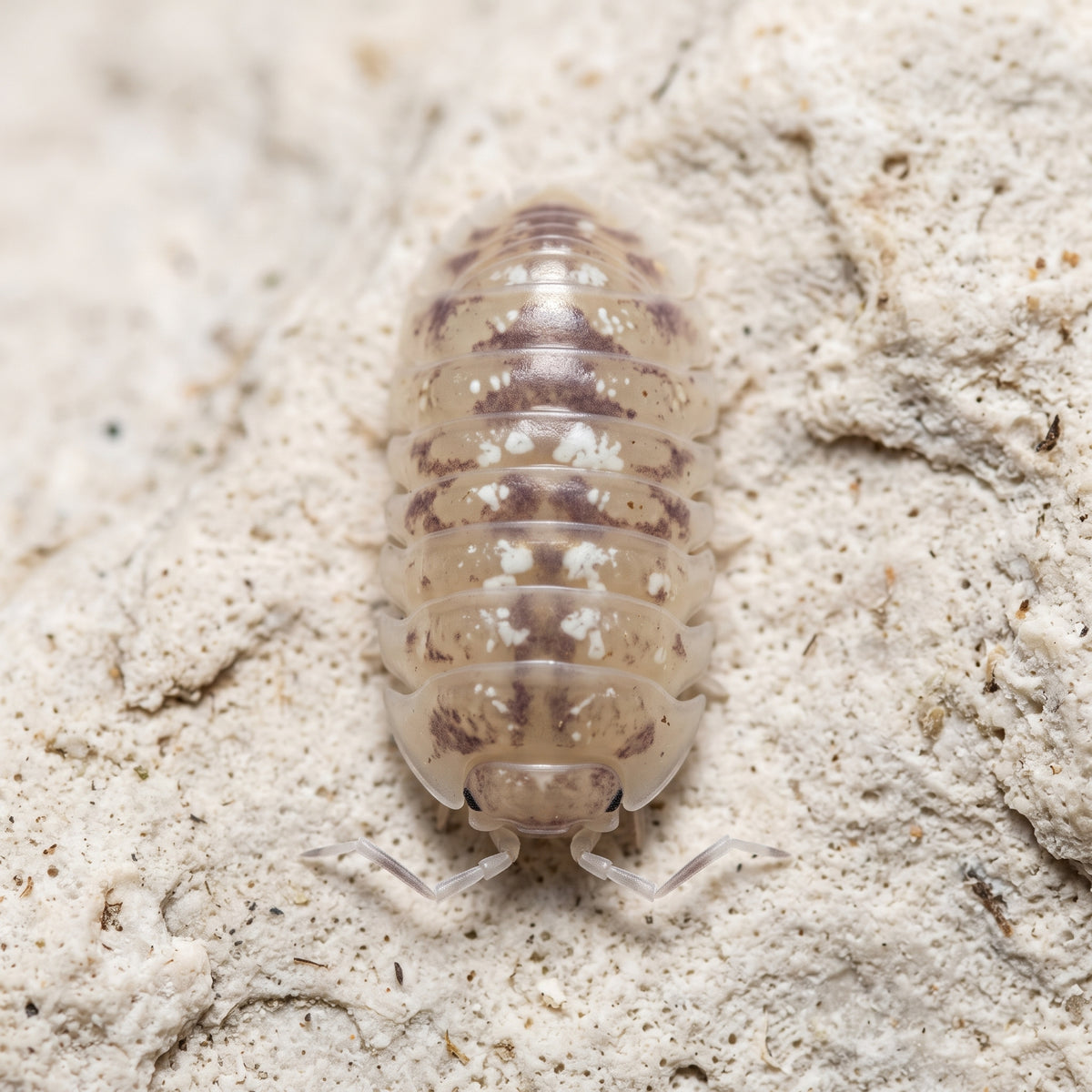 Armadillidium espanyoli « Marbleized »