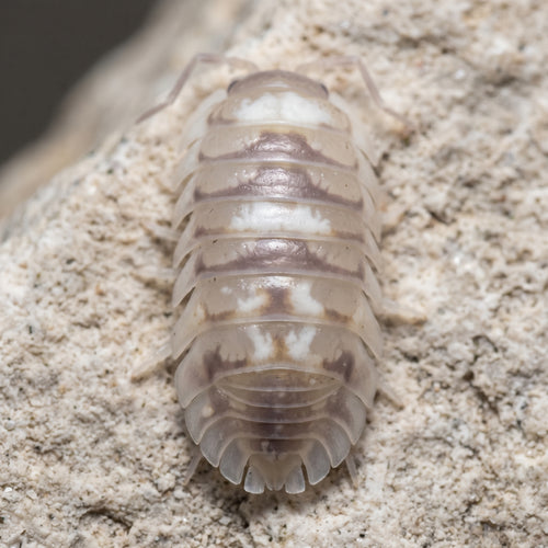 Armadillidium espanyoli « Marbleized »