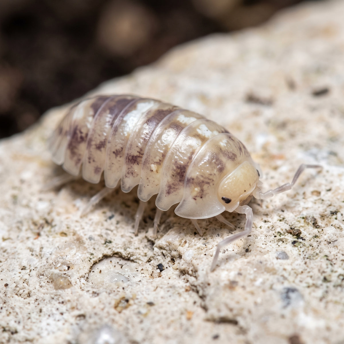 Armadillidium espanyoli « Marbleized »
