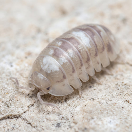 Armadillidium espanyoli « Marbleized »