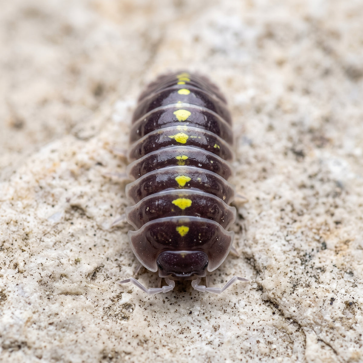 Armadillidium germanicum