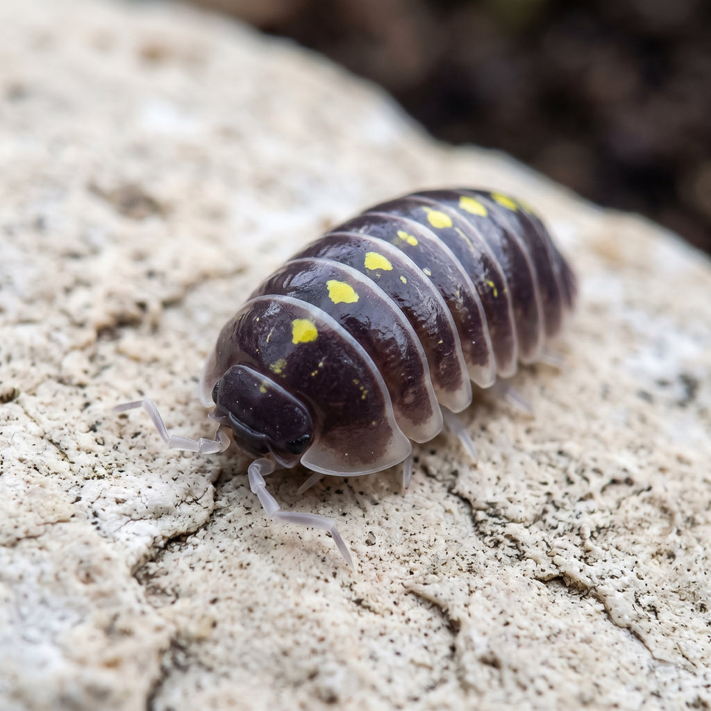 Armadillidium germanicum