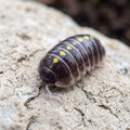 Armadillidium germanicum