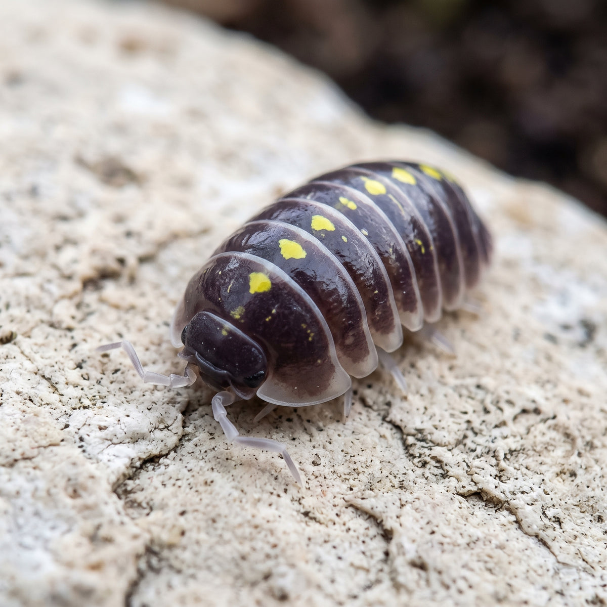 Armadillidium germanicum