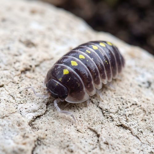 Armadillidium germanicum