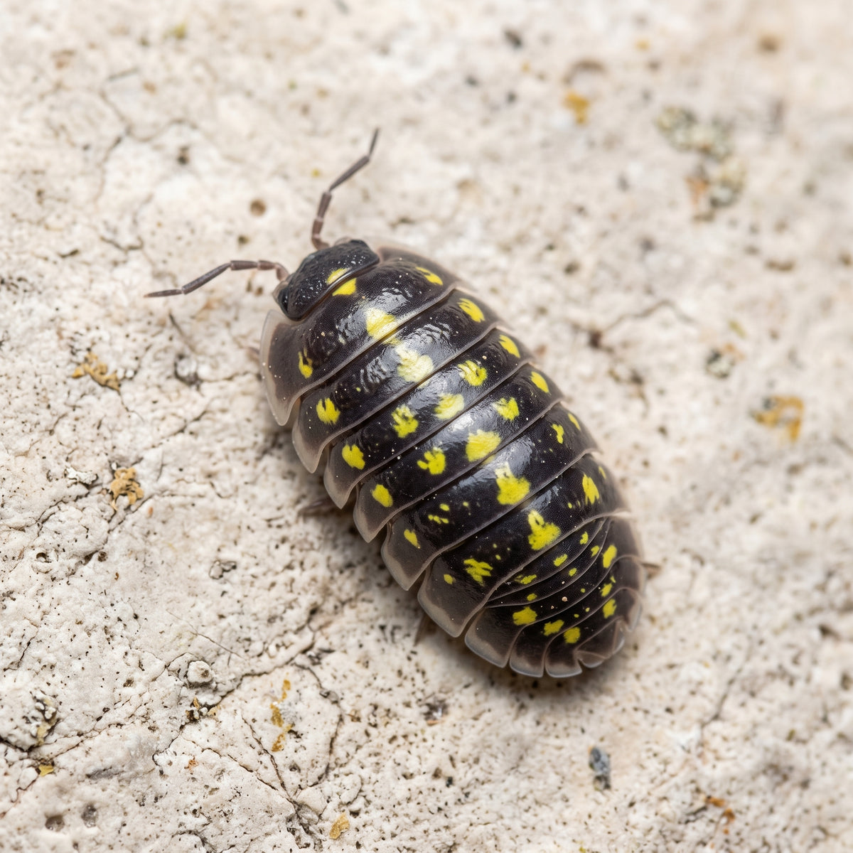 Armadillidium gestroi