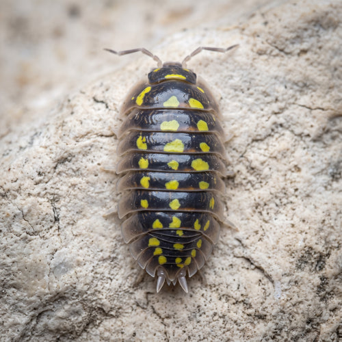 Armadillidium gestroi « Giant »