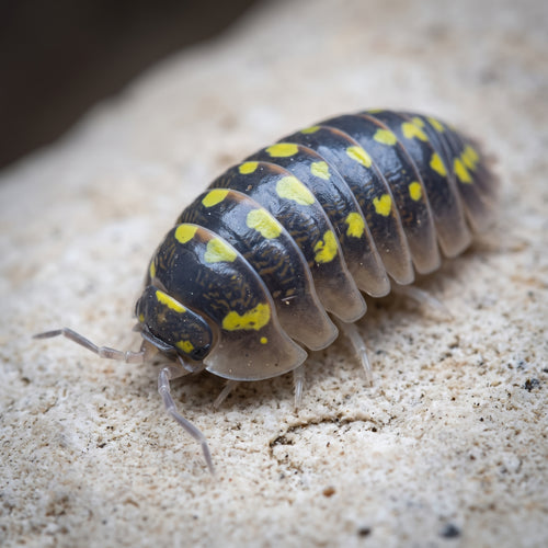Armadillidium gestroi « Giant »