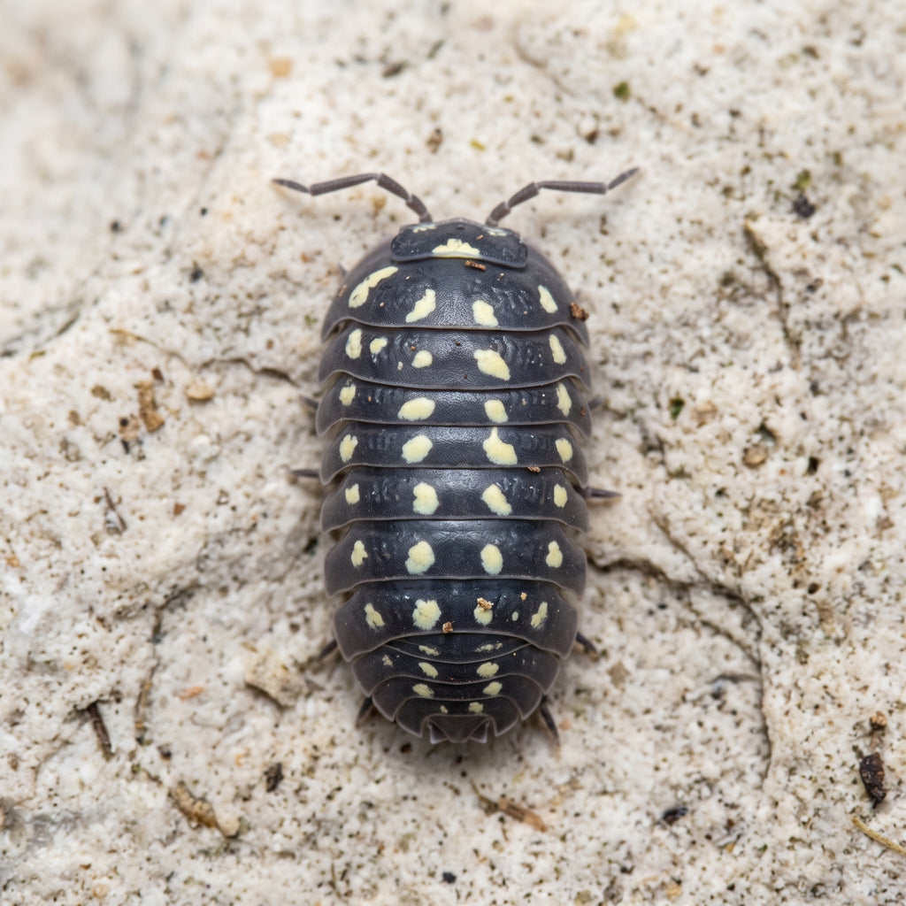 Armadillidium gestroi « Gorra »