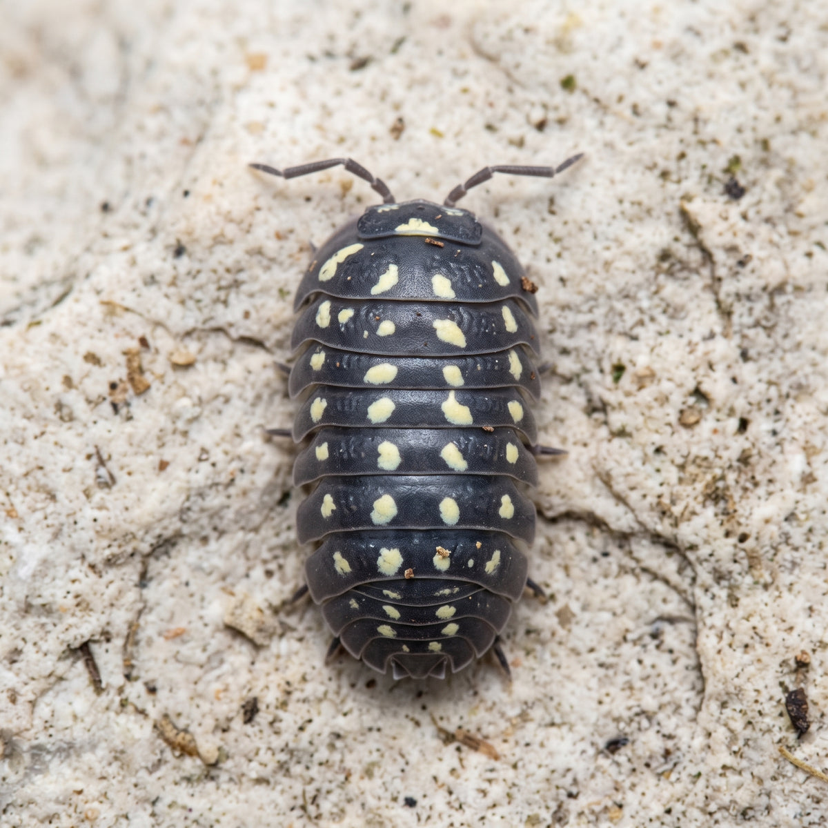 Armadillidium gestroi « Gorra »
