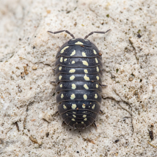 Armadillidium gestroi « Gorra »