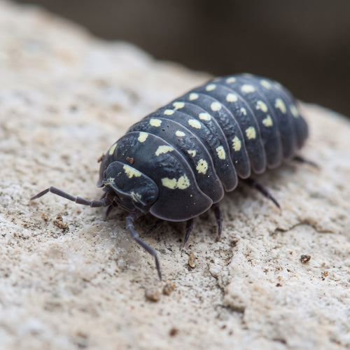 Armadillidium gestroi « Gorra »
