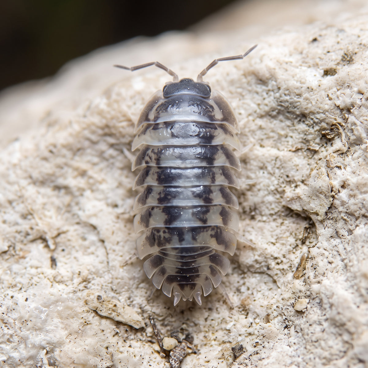 Armadillidium gestroi « Milky Way »