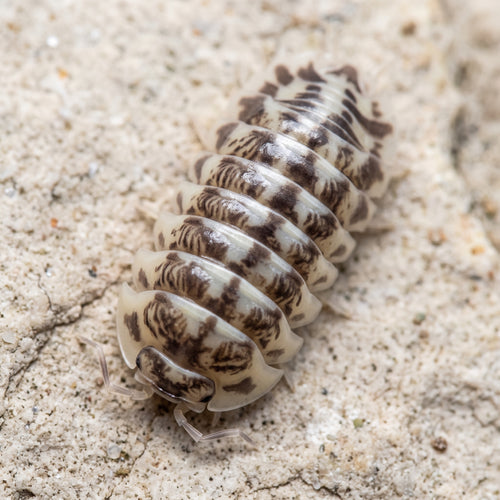 Armadillidium gestroi « Milky Way »