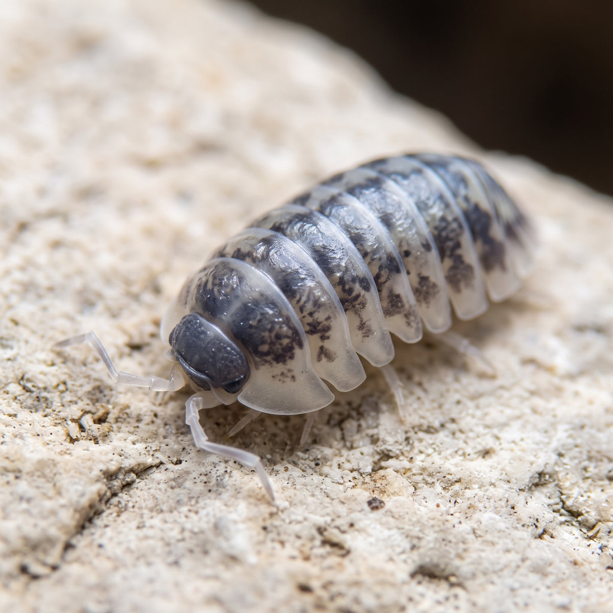 Armadillidium gestroi « Milky Way »