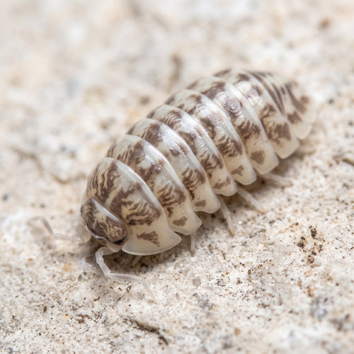 Armadillidium gestroi « Milky Way »