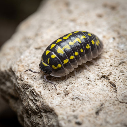 Armadillidium gestroi
