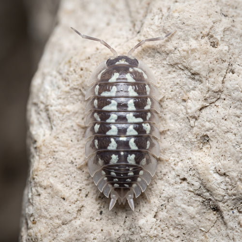 Armadillidium gestroi « White »