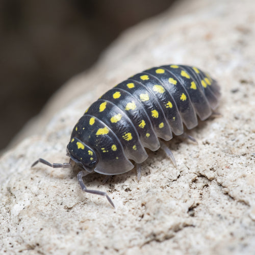 Armadillidium gestroi « Yellow »