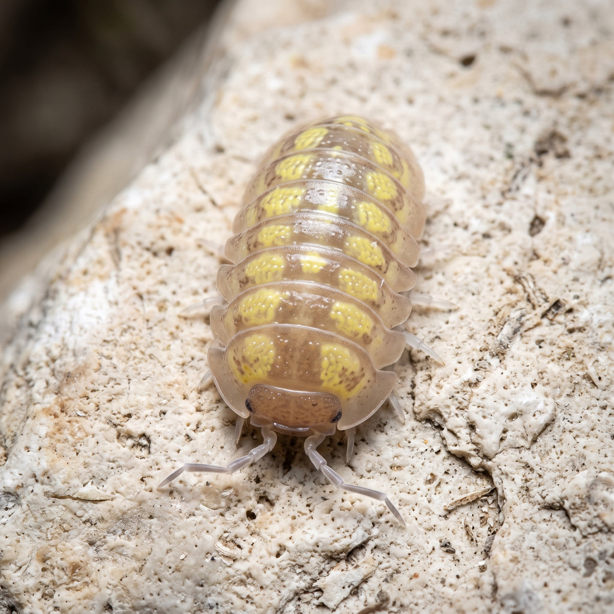 Armadillidium granulatum « Lemon »