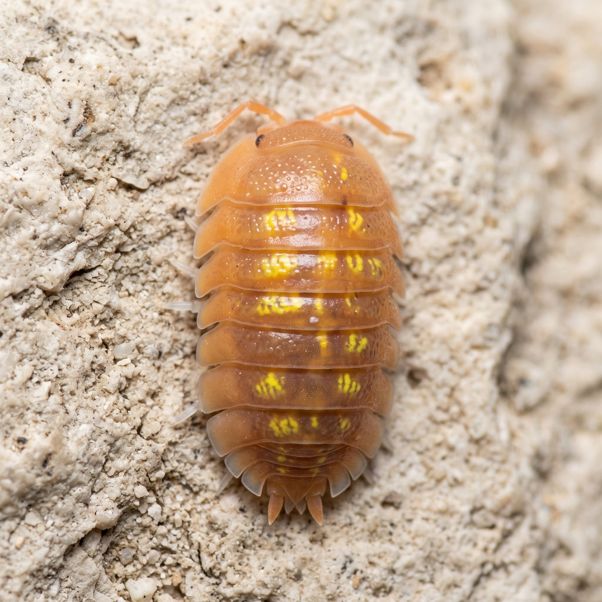 Armadillidium granulatum « Najanjito »