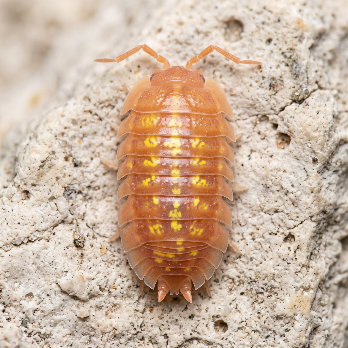 Armadillidium granulatum « Orange »