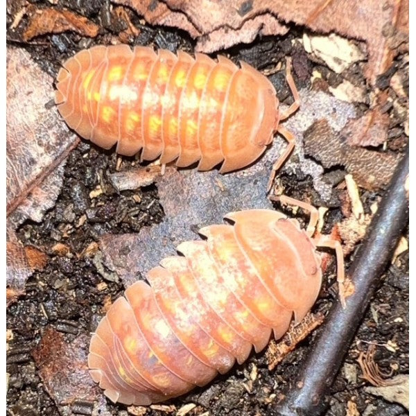 Armadillidium granulatum « Orange »