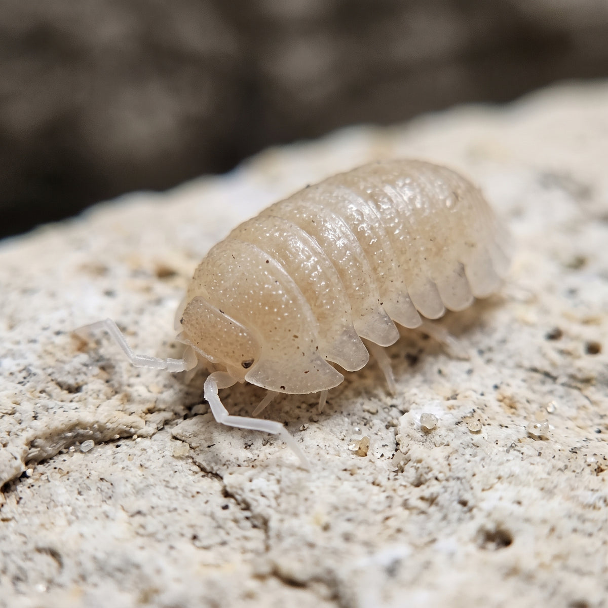 Armadillidium granulatum « White Pearl »