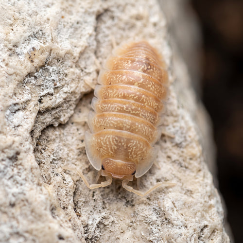 Armadillidium hauseni