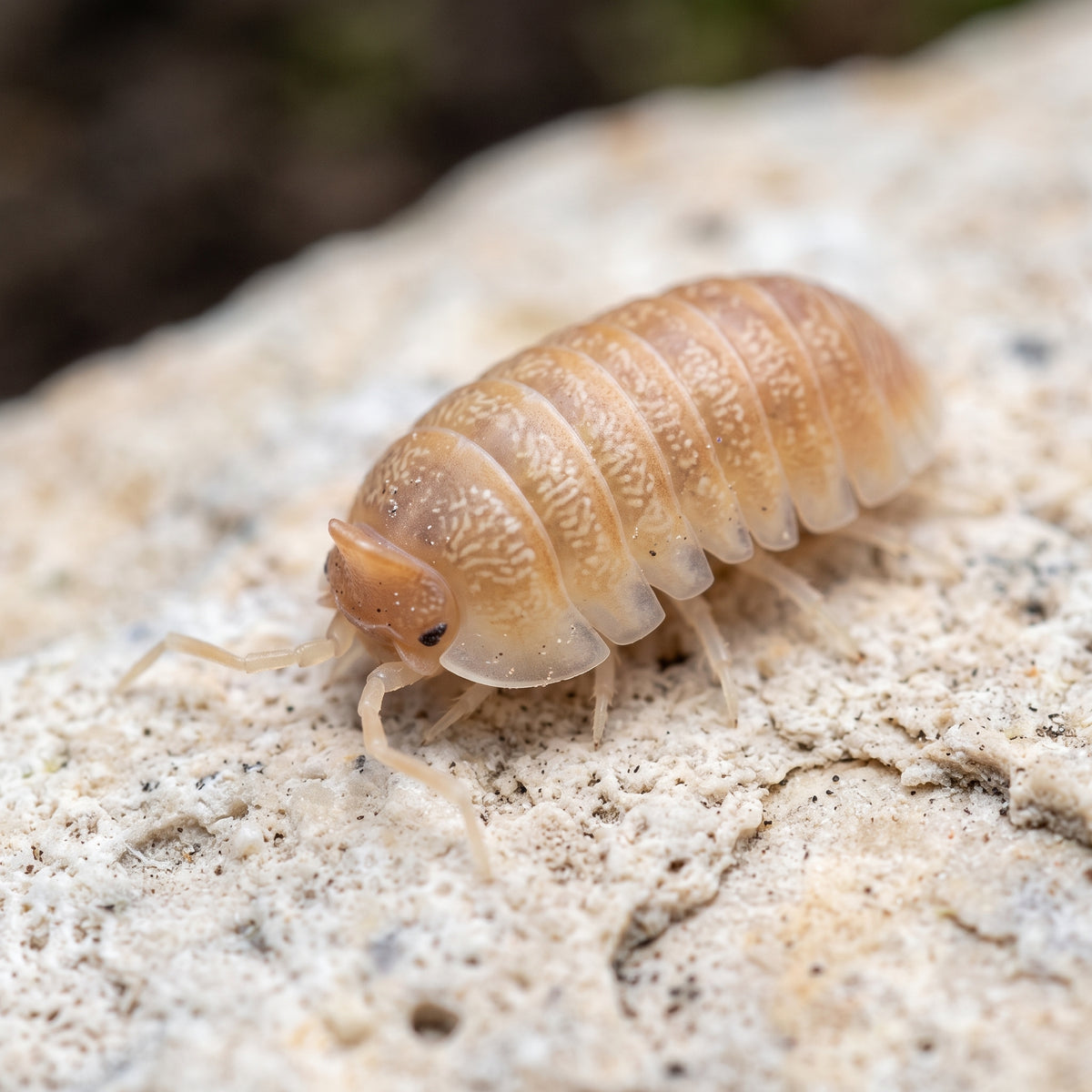 Armadillidium hauseni
