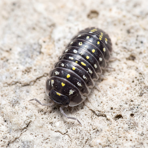 Armadillidium klugii « Black »