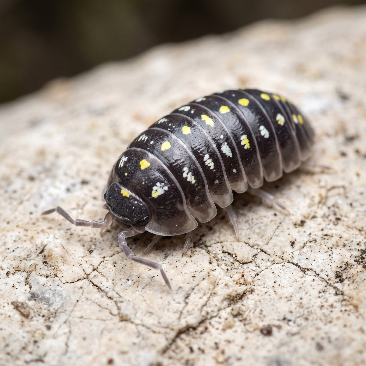 Armadillidium klugii « Black »