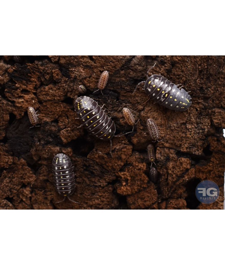 Armadillidium klugii « Black »