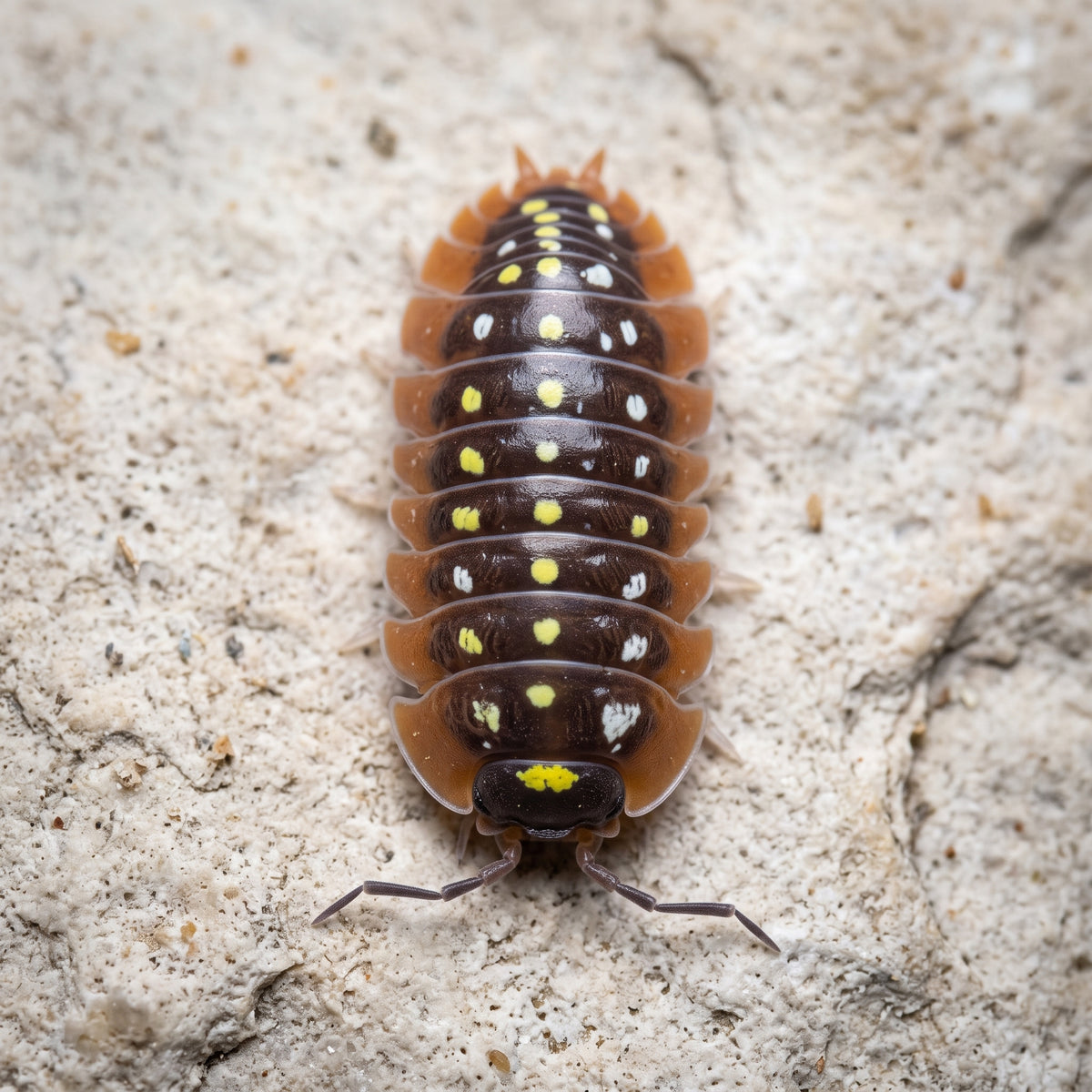 Armadillidium klugii « Montenegro »