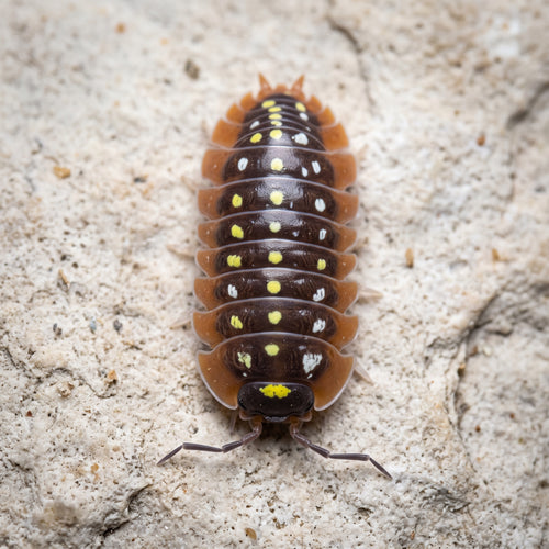Armadillidium klugii « Montenegro »
