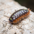 Armadillidium klugii « Montenegro »