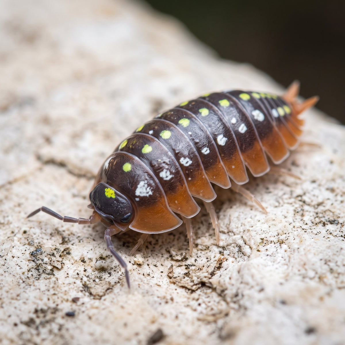 Armadillidium klugii « Montenegro »