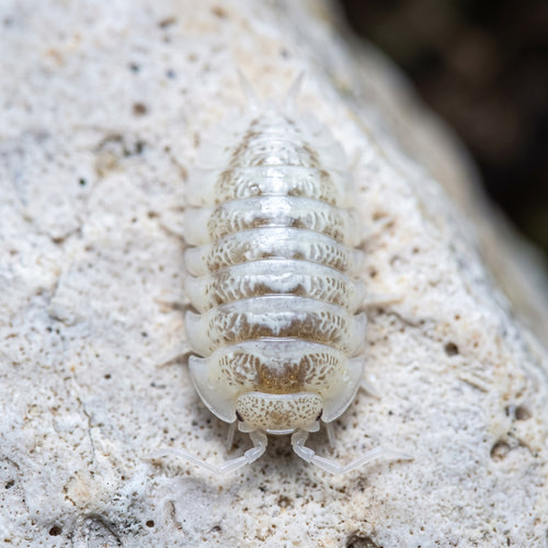 Armadillidium maculatum « Champagne »