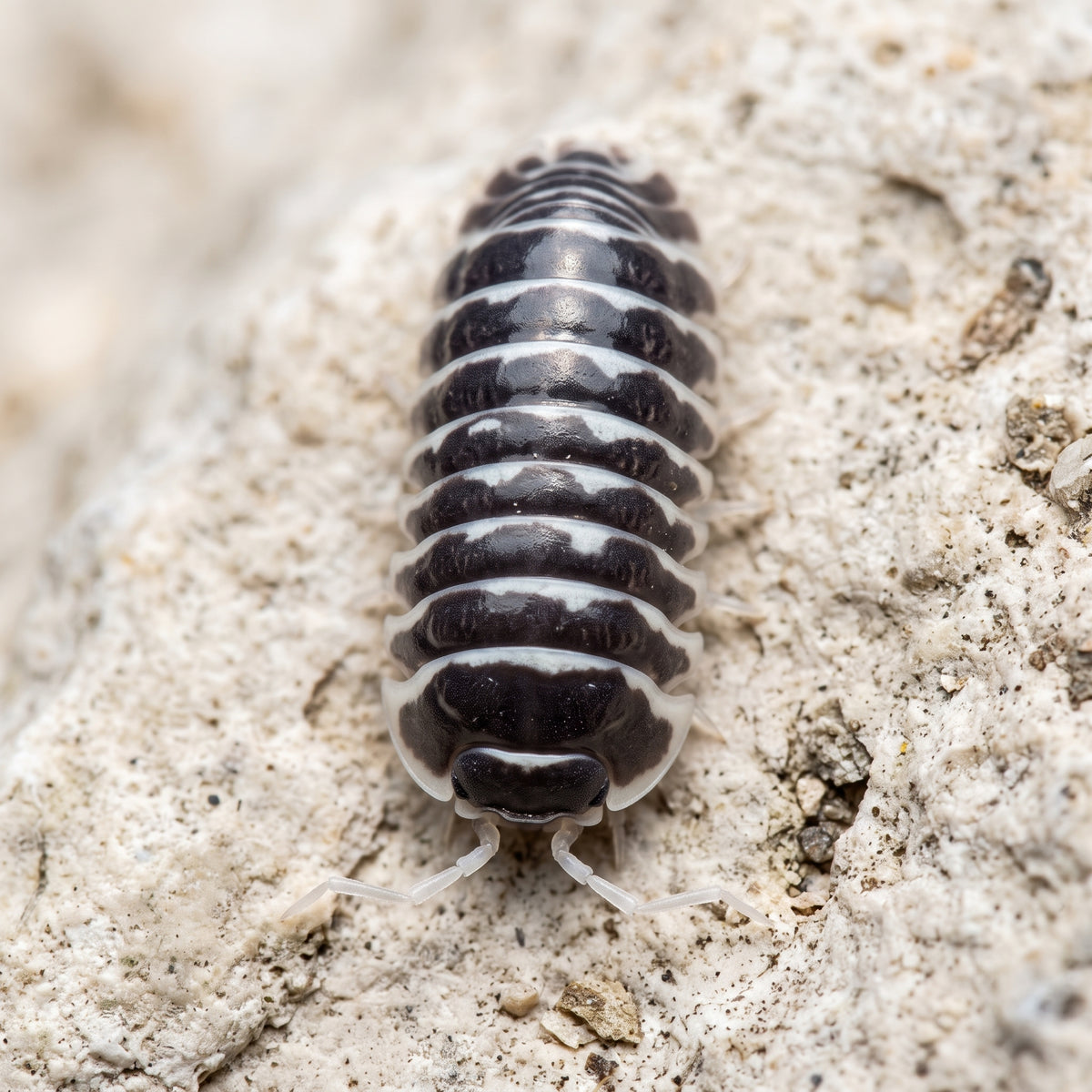 Armadillidium maculatum