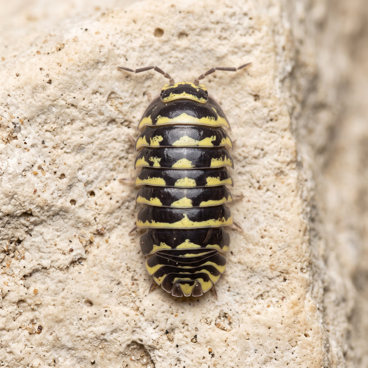 Armadillidium maculatum « Yellow »