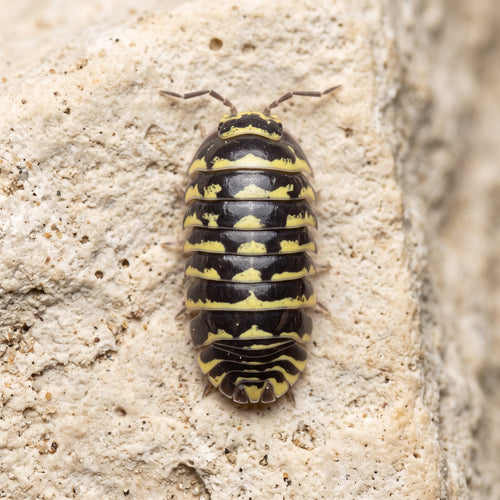 Armadillidium maculatum « Yellow »