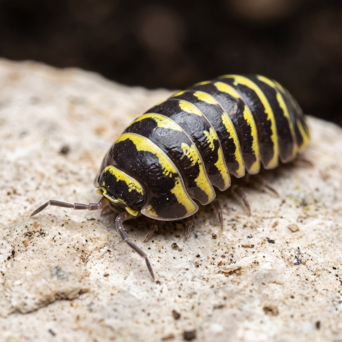 Armadillidium maculatum « Yellow »