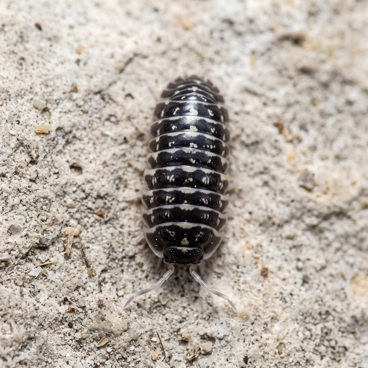 Armadillidium maculatum « Zebra »