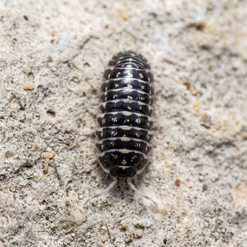 Armadillidium maculatum « Zebra »