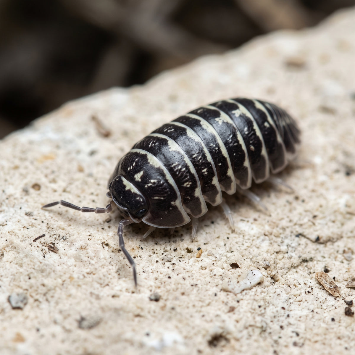 Armadillidium maculatum « Zebra »