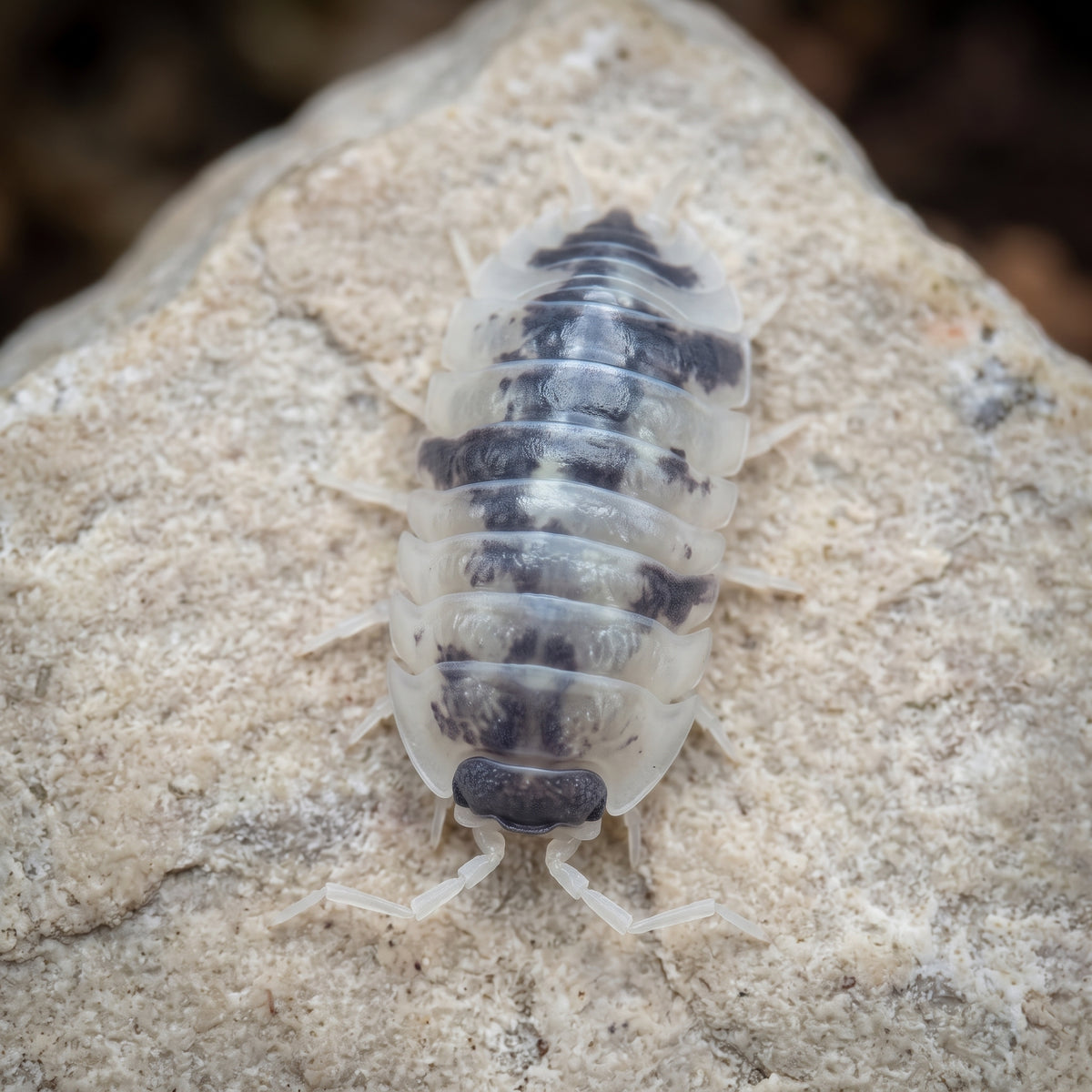 Armadillidium nasatum « Dalmatian »