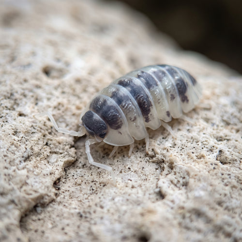 Armadillidium nasatum « Dalmatian »